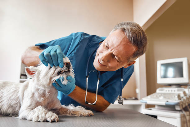 Best Urgent Dental Care in Stockdale, TX